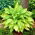 Funkia - Hosta Lady Guinevere - ciemnoróżowy kwiat - duża paczka! - 10 szt.