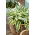 Funkia - Hosta Lakeside Dragonfly