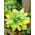 Funkia - Hosta Paul's Glory