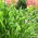 Funkia - Hosta Praying Hands