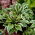 Funkia - Hosta Queen Josephine - duża paczka! - 10 szt.