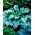 Funkia - Hosta Regal Splendor