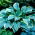 Funkia - Hosta Regal Splendor