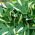 Funkia - Hosta Risky Business