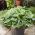 Funkia - Hosta Sorbet - czerwony ogonek liścia - duża paczka! - 10 szt.