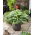 Funkia - Hosta Sorbet - czerwony ogonek liścia