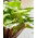 Funkia - Hosta Sorbet - czerwony ogonek liścia