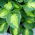 Funkia - Hosta Sunset Grooves