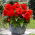 Begonia wielkokwiatowa - Superba Red - czerwona - duża paczka! - 20 szt.