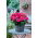 Begonia wielkokwiatowa - Superba Rose - różowa - duża paczka! - 20 szt.
