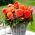 Begonia wielkokwiatowa - Superba Orange - pomarańczowa - duża paczka! - 20 szt.