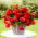 Begonia pachnąca - Odorata Red Glory - duża paczka! - 20 szt.