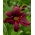 Liliowiec Black Emanuelle