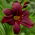 Liliowiec Black Emanuelle