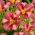 Liliowiec Chicago Knobby