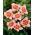 Liliowiec Longfields Glory