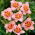 Liliowiec Longfields Glory