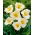 Liliowiec Longfields Pearl