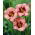 Liliowiec Orchid Candy