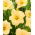 Liliowiec Serena Sunburst