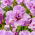 Irys syberyjski, Kosaciec - Pink Parfait