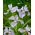 Irys syberyjski, Kosaciec - Soft Blue - duża paczka! - 10 szt.