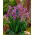 Irys syberyjski, Kosaciec - Sparkling Rose