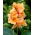 Kanna - Apricot Dream - duża paczka! - 10 szt.