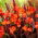Kanna - Cleopatra Red