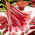 Rabarbar Raspberry Red - malinowy - sadzonka - 1 szt.