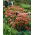 Rozchodnik Herbstfreude - Sedum - sadzonka