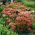 Rozchodnik Herbstfreude - Sedum - sadzonka