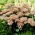 Rozchodnik Matrona - Sedum - sadzonka