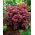 Rozchodnik Purple Emperor - Sedum - sadzonka
