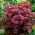 Rozchodnik Purple Emperor - Sedum - sadzonka