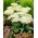 Rozchodnik Stardust - Sedum - sadzonka - duża paczka! - 10 szt.
