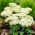 Rozchodnik Stardust - Sedum - sadzonka - duża paczka! - 10 szt.