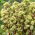 Rozchodnik Summer Surprise - Sedum - sadzonka
