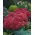 Rozchodnik Munstead Dark Red - Sedum - sadzonka