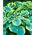 Funkia - Hosta Francess Williams - GIGA paczka! - 50 szt.
