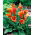 Calla pomarańczowa - Orange - GIGA paczka! - 50 szt.