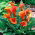 Calla pomarańczowa - Orange - GIGA paczka! - 50 szt.