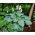 Funkia - Hosta Big Daddy - duża paczka! - 10 szt.