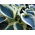 Funkia - Hosta Blue Ivory - duża paczka! - 10 szt.
