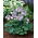 Funkia - Hosta Blue Mouse Ears - duża paczka! - 10 szt.