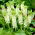 Lilia ananasowa - Eucomis autumnalis - duża paczka! - 20 szt.