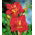Liliowiec Merlot Rouge