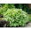 Funkia - Hosta Albomarginata - duża paczka! - 10 szt.