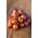 Cebula dymka - Red Sun - szalotka - 10 kg