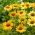 Jeżówka żółta - Mellow Yellows - duża paczka! - 10 szt.